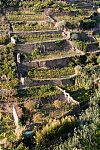 Corniglia_IMG_7484.jpg